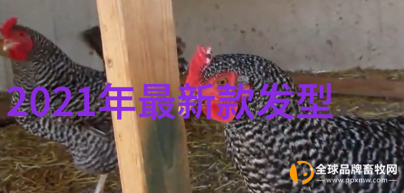 黑白对比永远不老黑白两色的意义与运用