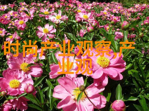 胸大的姑娘的免费观看之谜
